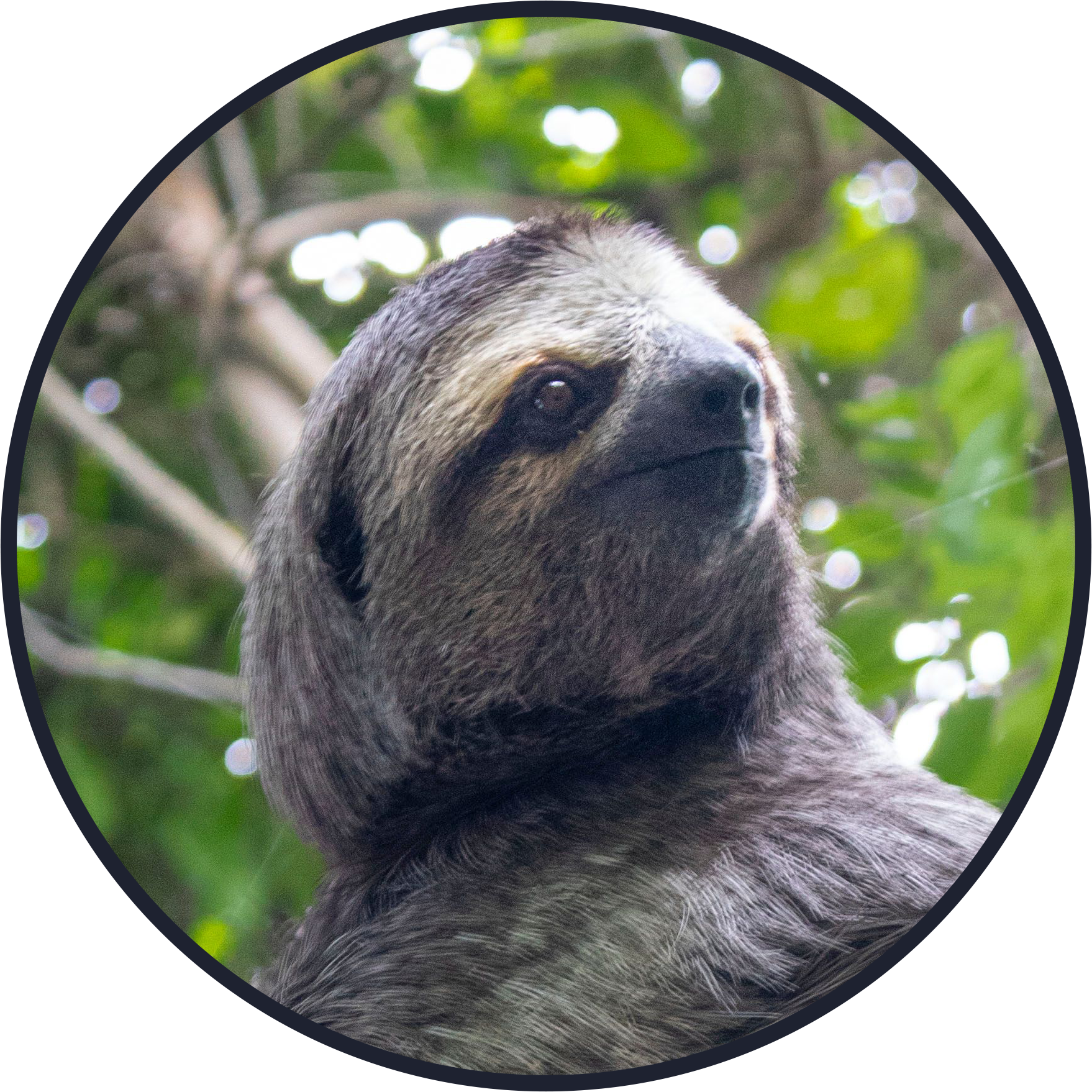 Sloth in Costa Rica